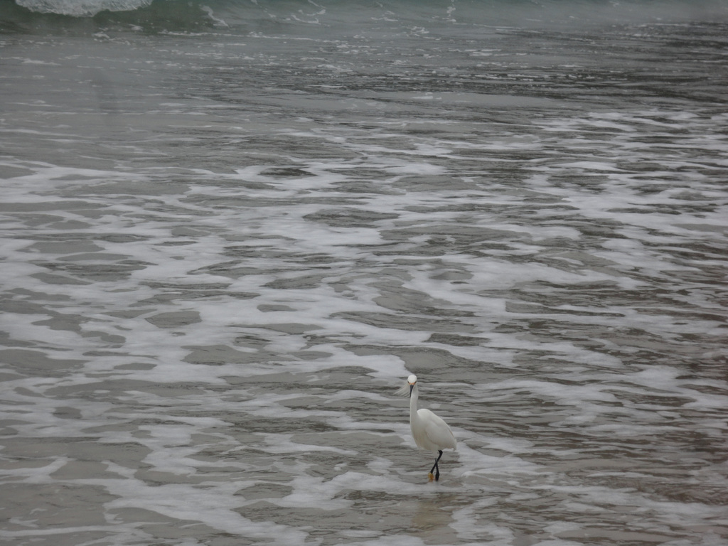 DSC00885 - garça-branca-pequena Egretta thula