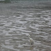 DSC00885 - garça-branca-pequena Egretta thula