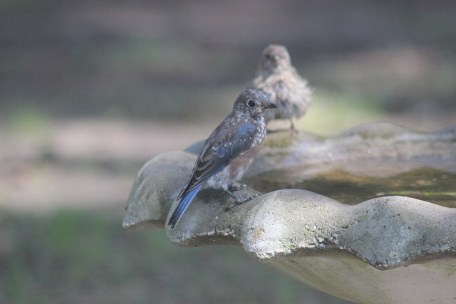 A small Blue Jay,    thinking about a bath  :)