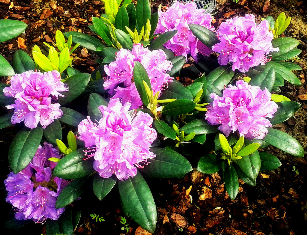 Rhododendron