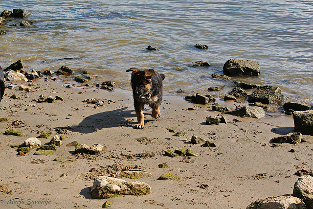 Pimmie aan de Waal