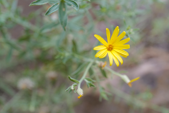 Heterotheca villosa, Asterales, Zion Natural Park USA L1010640