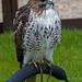 Chester cathedral falconry4