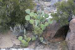 Opuntia engelmannii