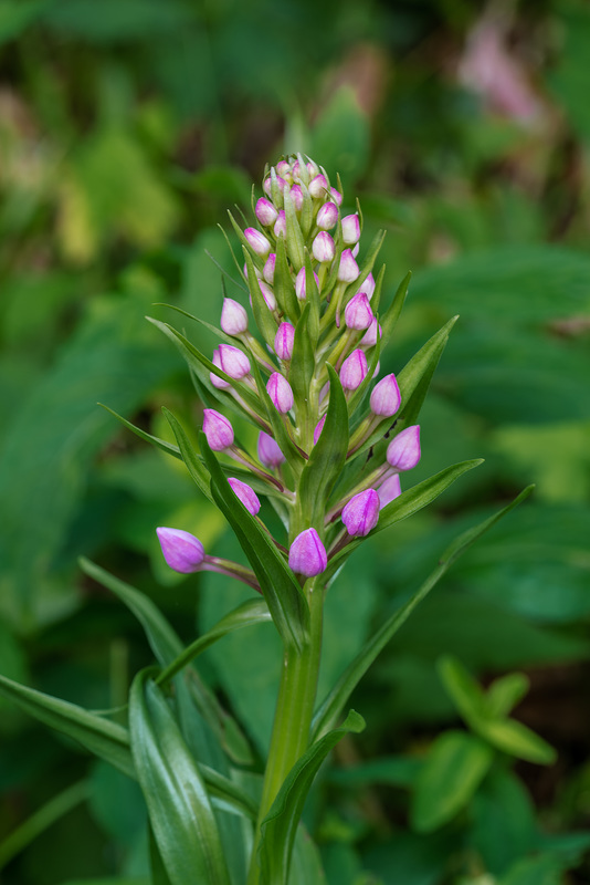 Platanthera grandiflora (Large Purple Fringed orchid) in bud