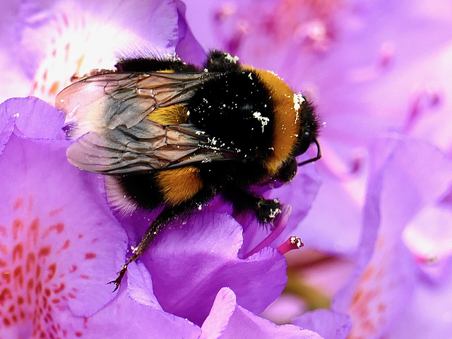 Erdhummel