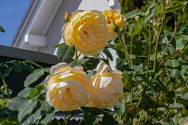 Rosen aus dem Garten der Schwiegereltern