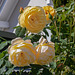 Rosen aus dem Garten der Schwiegereltern