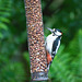 Great Spotted Woodpecker