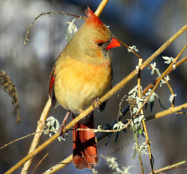 Female Cardinal