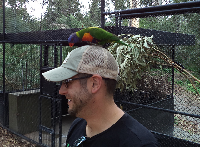 William and the rainbow lorikeet