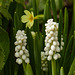 Muscari sp., white