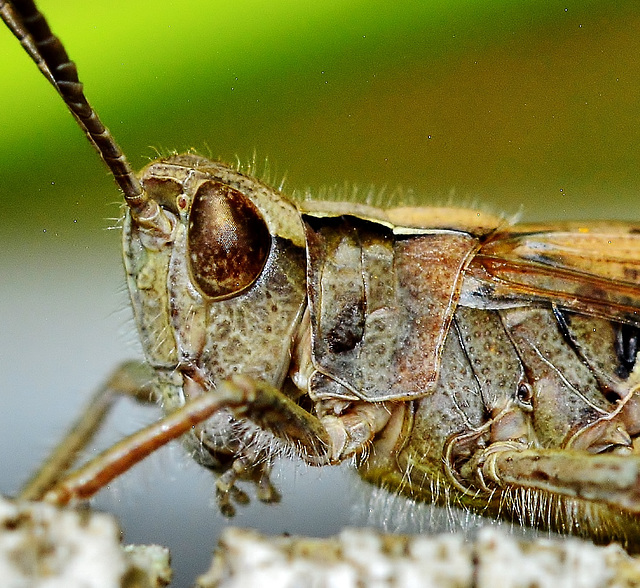 Common Green Grasshopper. Omocestus viridulus