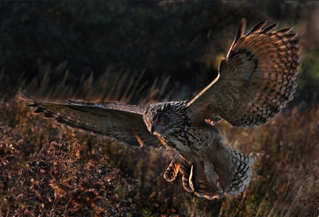 Eagle owl