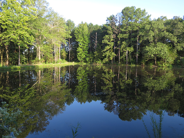 Reflections on the pond