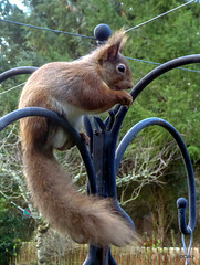 Red Squirrel