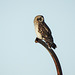 Short-eared Owl / Asio flammeus