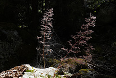 Heuchera micrantha, Yosemite USA L1020336