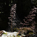 Heuchera micrantha, Yosemite USA L1020336