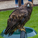 Chester cathedral falconry5