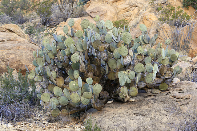 Opuntia rufida