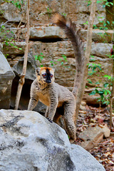 P1230203- Le lémurien à front roux (Eulemur rufifrons) mâle - Descente Tsiribihina. 05 novembre 2019