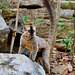 P1230203- Le lémurien à front roux (Eulemur rufifrons) mâle - Descente Tsiribihina. 05 novembre 2019
