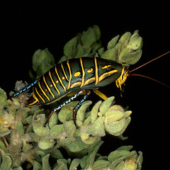 Polyzosteria mitchelli (Mitchells Diurnal Cockroach) on Grammosolen dixonii