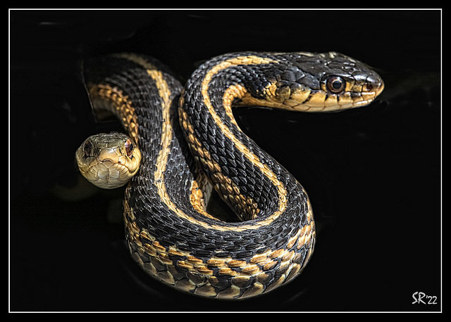 Garter Snakes in Black.