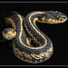 Garter Snakes in Black.