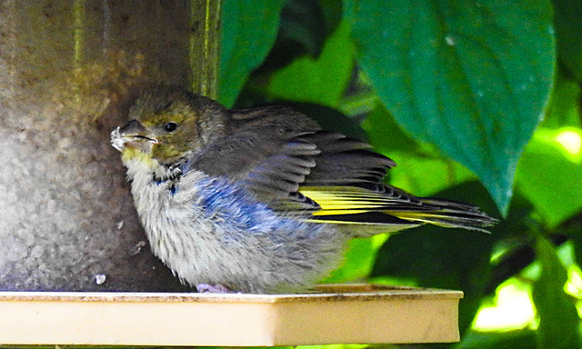 20230604 0586CPw [D~LIP] Grünfink (Carduelis chloris) [JV], Bad Salzuflen
