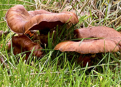 Wer kennt diesen Pilz?   (PiP)