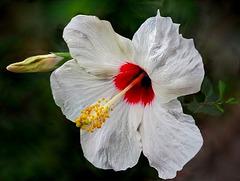 Hibiscus blanc