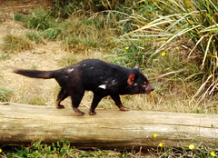 Tassie devils!