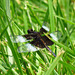 Male Widow Skimmer (Libellula luctuosa)