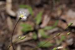 Hieracium albiflorum, Sequoia National Park USA L1020158