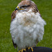 Chester cathedral falconry6