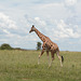 Uganda, Giraffe in the Savannah at Murchison Falls National Park