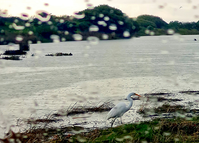 Intermediate egret