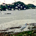 Intermediate egret