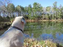 Branco enjoying a morning by the pond