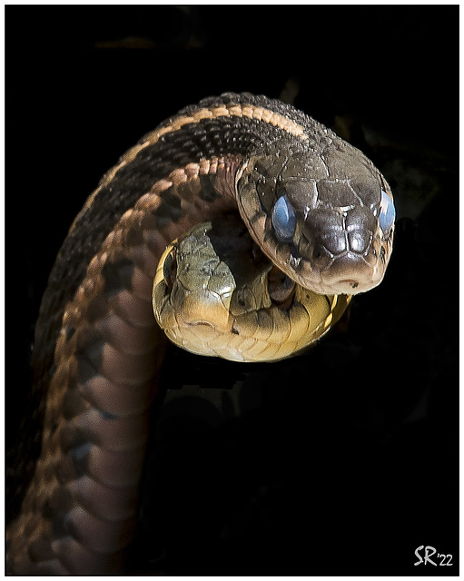 Garter Snakes in Black.