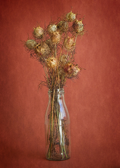 Nigella Seed Heads