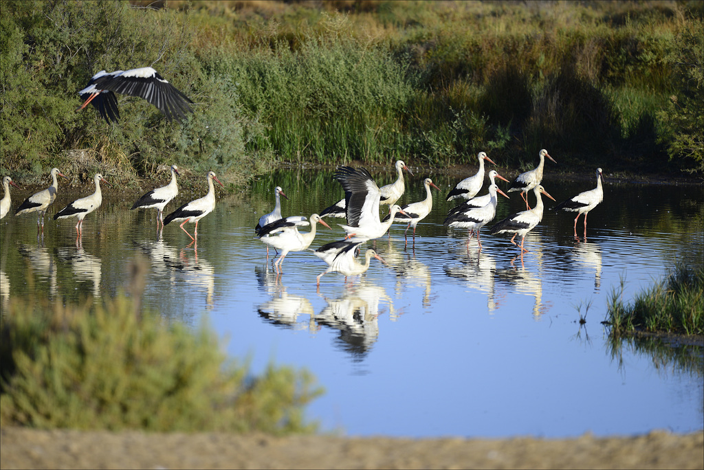 Ciconia, Castro Marim, Salt marshes