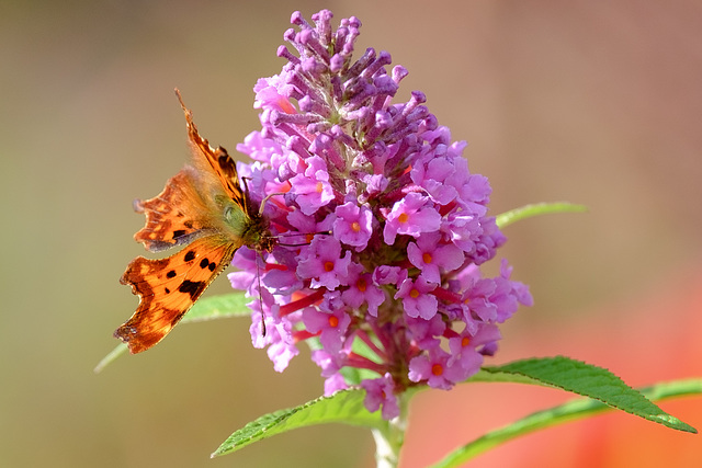 Comma Butterfly