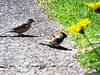 Mum And Dad Sparrow.