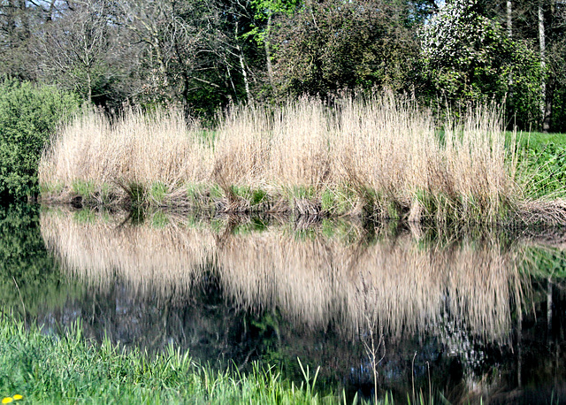 Spiegelung im Kanal