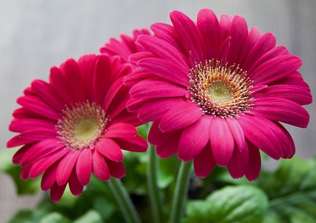 Gerberas