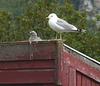 Seagull and Chick