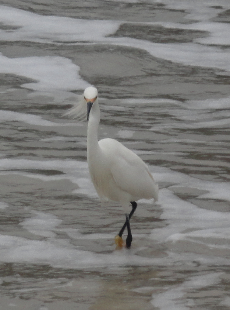 DSC00885a - garça-branca-pequena Egretta thula